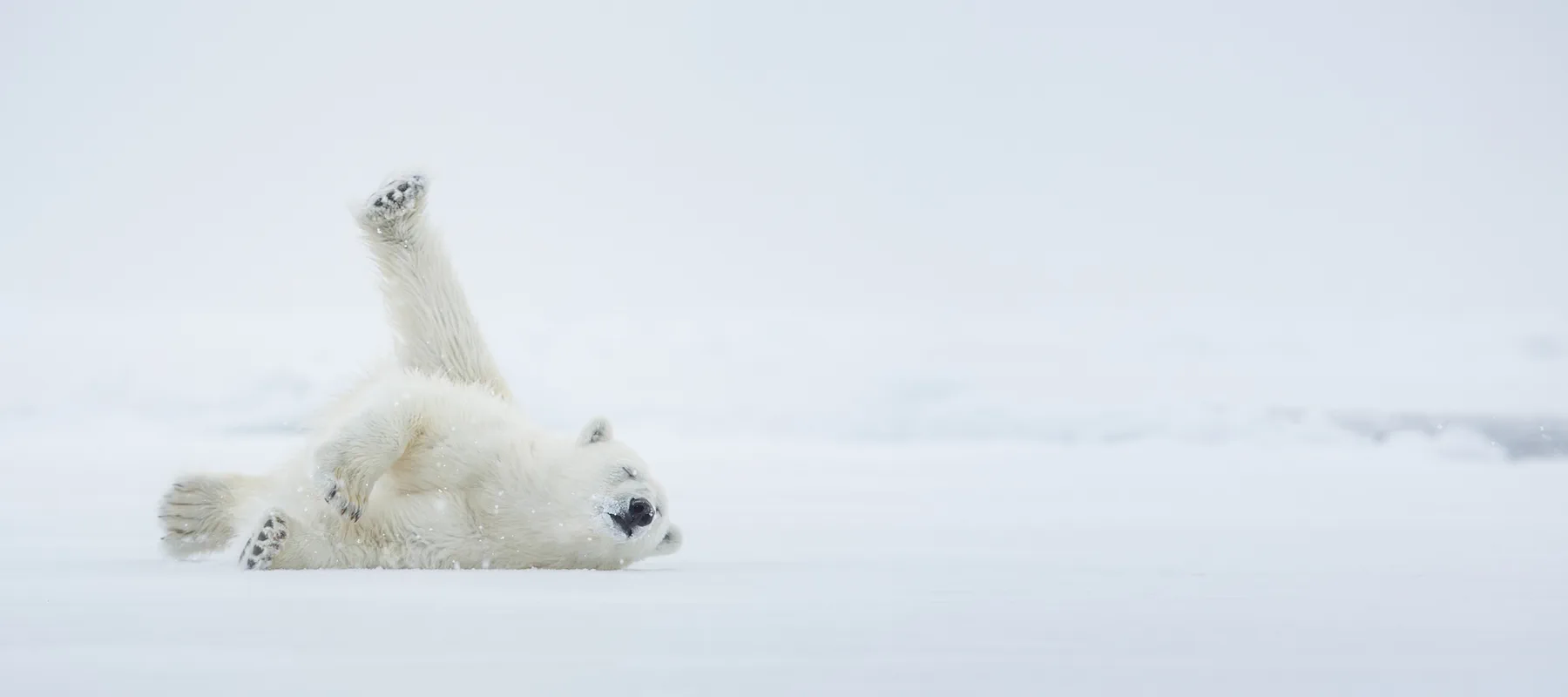 Brogan Group Why the polar bear? Banner Image
