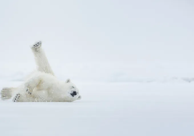 Brogan Group Why the polar bear? Banner Image